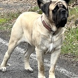 Entry image for Bruno