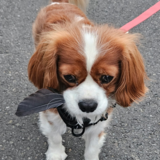 Entry image for Charlie