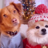 Entry image for Leo and Sammy
