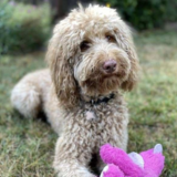 Entry image for Cooper