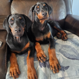 Entry image for Rebel and Willow