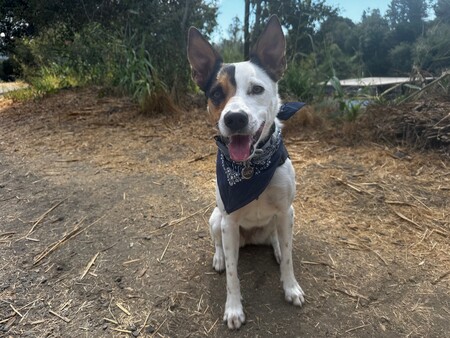 Entry image for Lucy. Clicking this image will show a larger photo