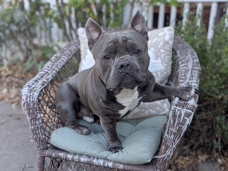 Entry image for Milk Dud. Clicking this image will show a larger photo