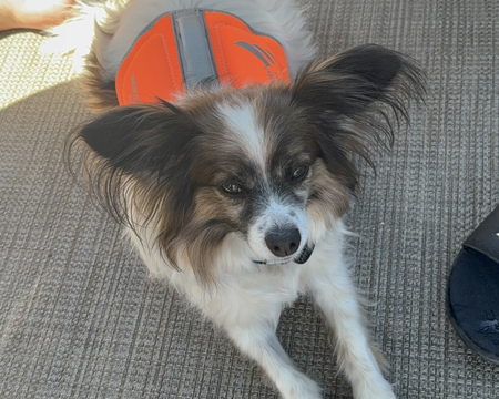 Entry image for Benji. Clicking this image will show a larger photo