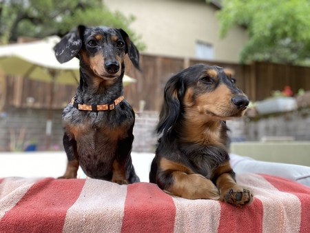 Entry image for Minnie & Max. Clicking this image will show a larger photo