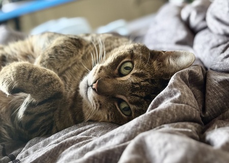 Entry image for Zuse. Clicking this image will show a larger photo