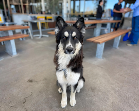 Entry image for Starsky. Clicking this image will show a larger photo