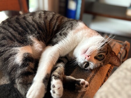 Rosie