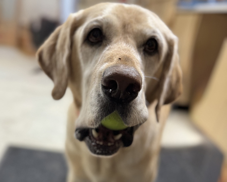 Entry image for Riley. Clicking this image will show a larger photo