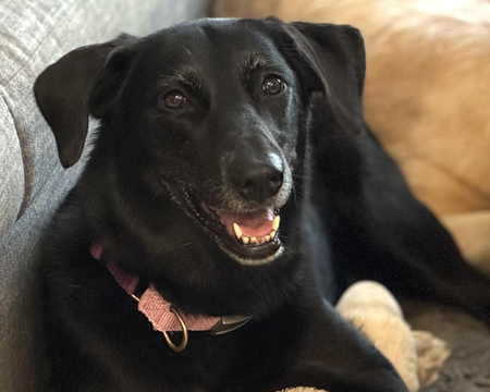 Entry image for Lucy. Clicking this image will show a larger photo