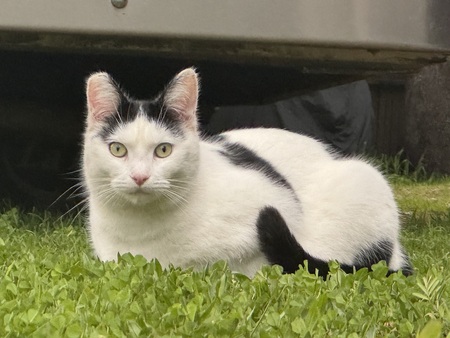 Entry image for Goose. Clicking this image will show a larger photo