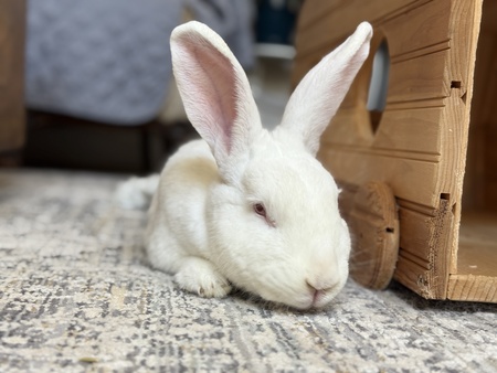 Entry image for Hazel. Clicking this image will show a larger photo