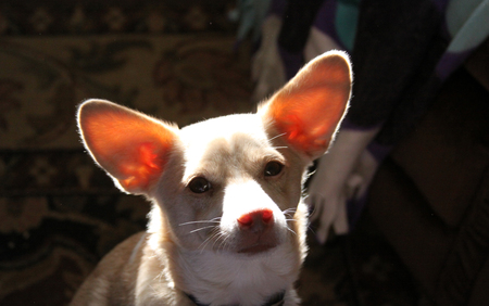 Entry image for Jesse James . Clicking this image will show a larger photo