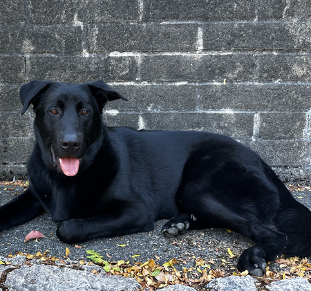 Entry image for Walter. Clicking this image will show a larger photo