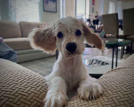 Entry image for Daisy. Clicking this image will show a larger photo