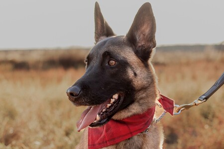 Entry image for Frisco. Clicking this image will show a larger photo