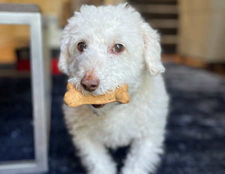 Entry image for Gussy. Clicking this image will show a larger photo