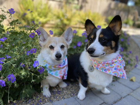 Entry image for Callie and Marshall. Clicking this image will show a larger photo