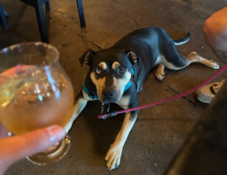 Entry image for Marla Pooch. Clicking this image will show a larger photo
