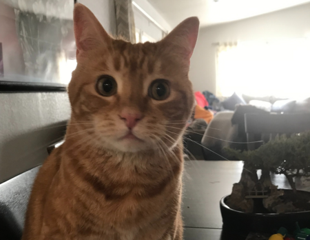 Entry image for Punkin Dugan. Clicking this image will show a larger photo