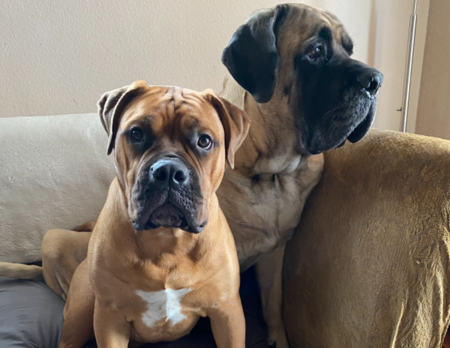 Entry image for Stella Blue and Izzy. Clicking this image will show a larger photo
