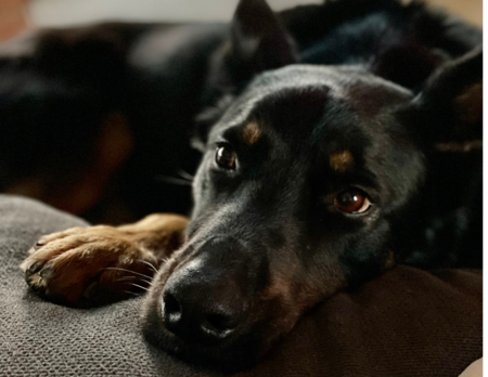 Entry image for Joey. Clicking this image will show a larger photo