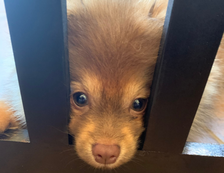 Entry image for Bear. Clicking this image will show a larger photo