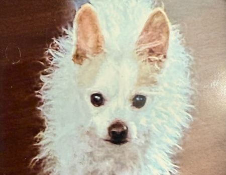 Entry image for Teddy. Clicking this image will show a larger photo