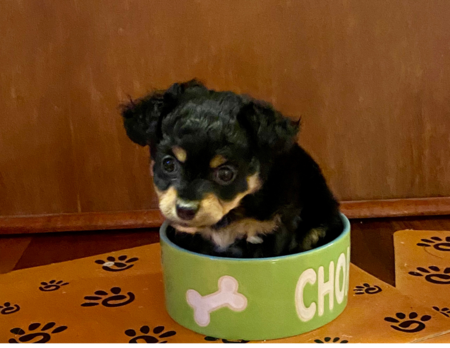 Entry image for Mochi. Clicking this image will show a larger photo
