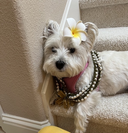 Entry image for Lexie. Clicking this image will show a larger photo
