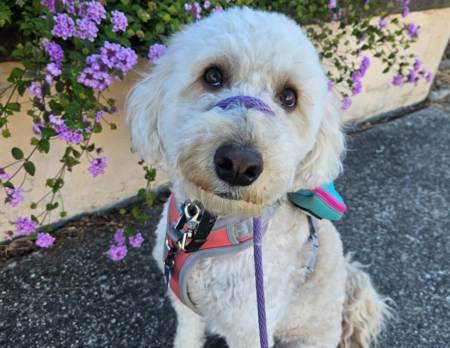 Entry image for Millie. Clicking this image will show a larger photo