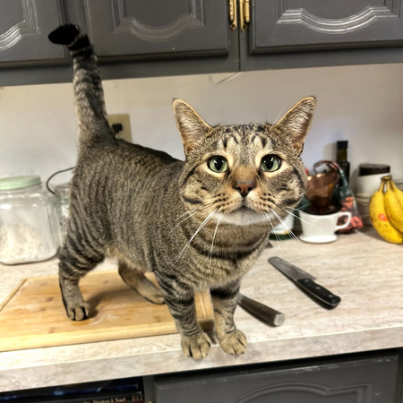Entry image for Al Pawcino. Clicking this image will show a larger photo
