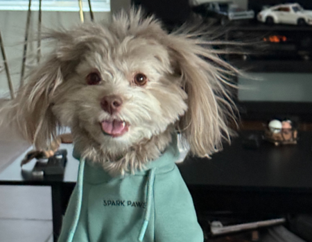 Entry image for Roxy. Clicking this image will show a larger photo