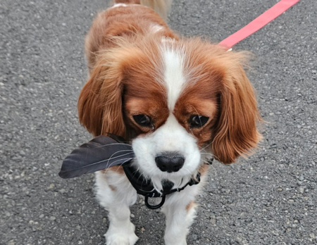 Entry image for Charlie. Clicking this image will show a larger photo