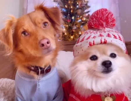 Entry image for Leo and Sammy. Clicking this image will show a larger photo