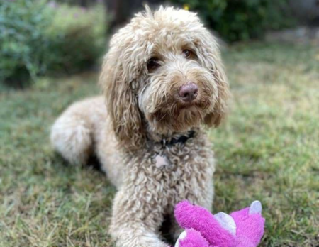Entry image for Cooper. Clicking this image will show a larger photo