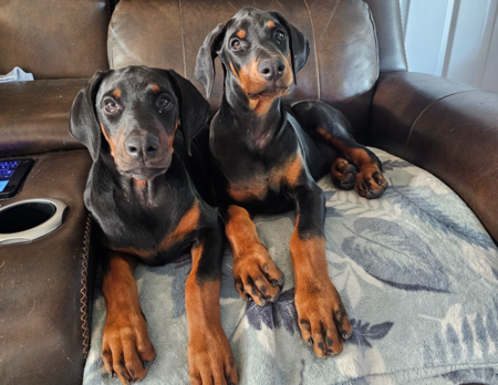 Entry image for Rebel and Willow. Clicking this image will show a larger photo