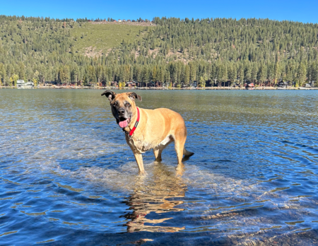 Entry image for Riley. Clicking this image will show a larger photo