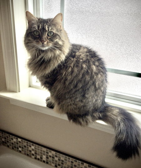 Willow