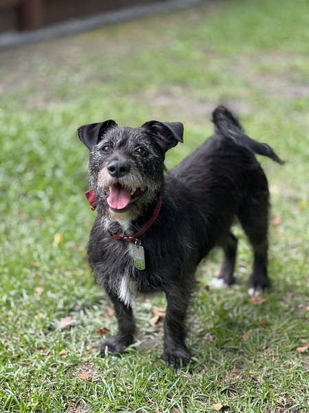 Entry image for Lenny. Clicking this image will show a larger photo