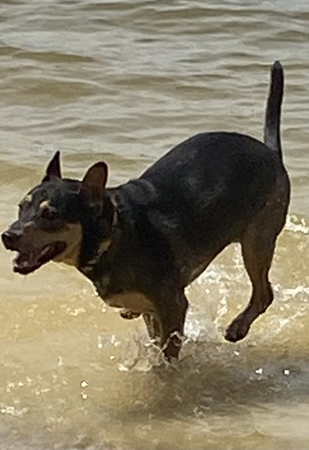 Rocky