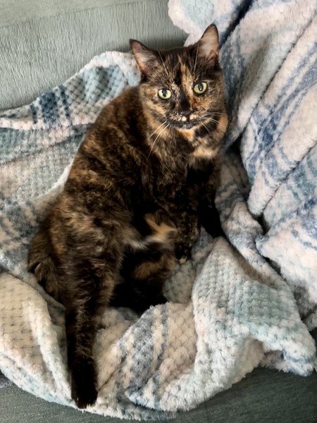 Ms.  Kitty Kat