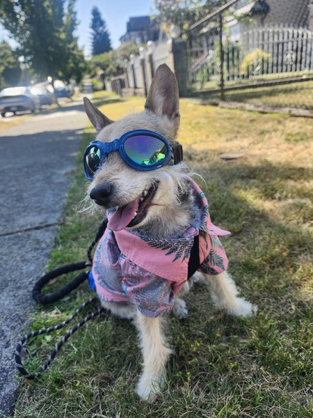 Taquito