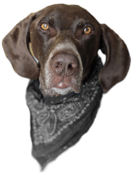 Entry image for Bennett RIP💓. Clicking this image will show a larger photo