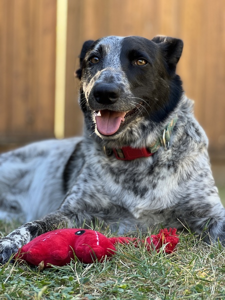 Paco
