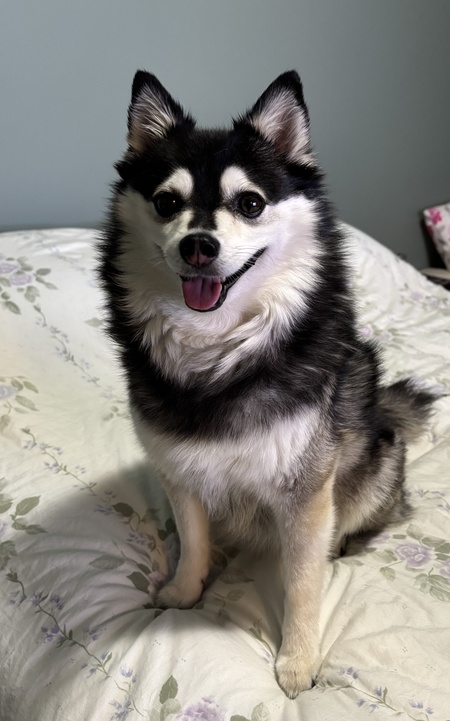 Nala