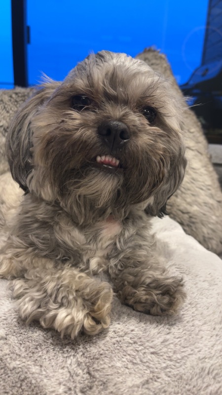 Chewbacca(Chewy)