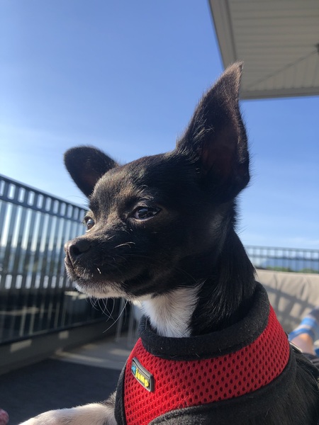 Frida