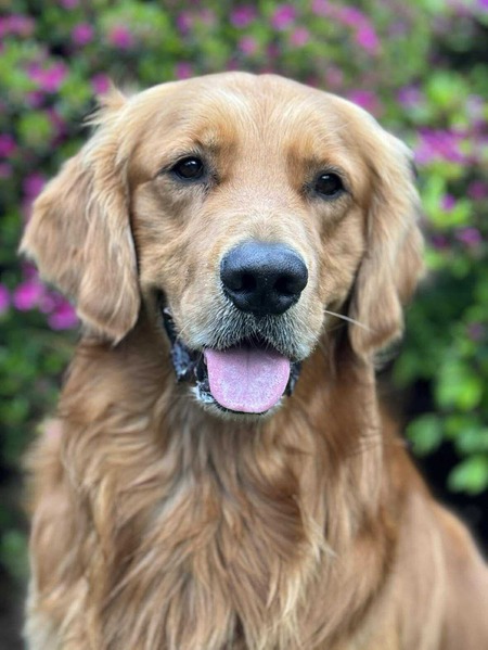 Koda