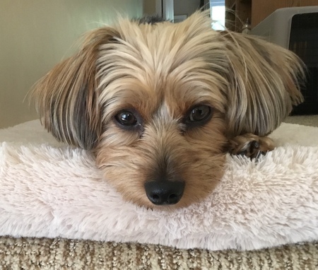 Gizmo